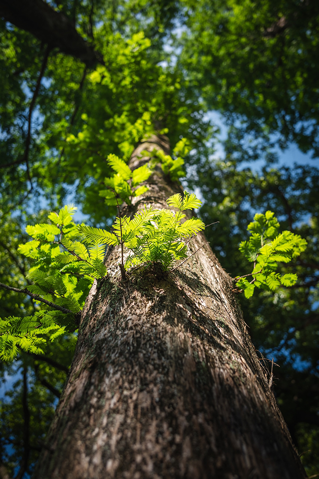 TTArtisan mini AF 24mm f/3.8