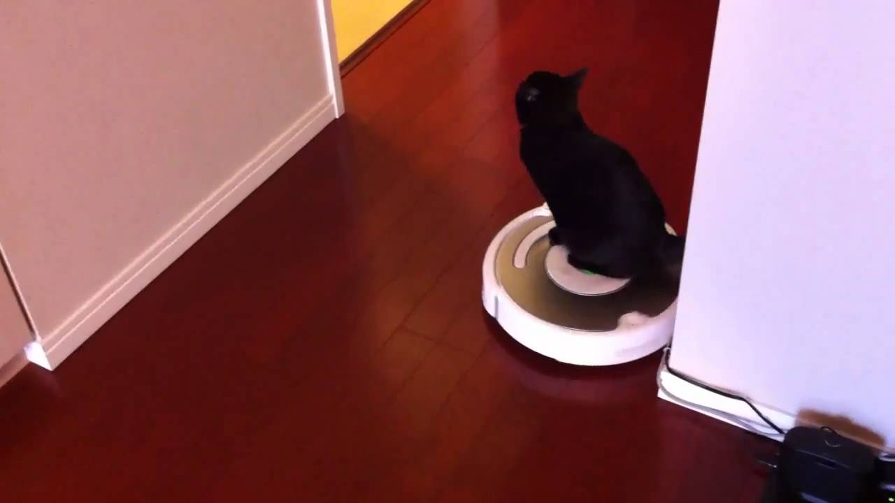 猫が掃除機を嫌いな本当の理由