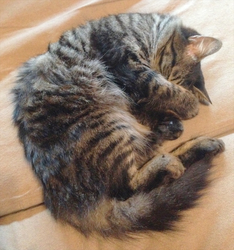 【うちの猫が雑誌デビュー！？】雑誌＆WEB出演モデル猫さま＆猫写真大募集
