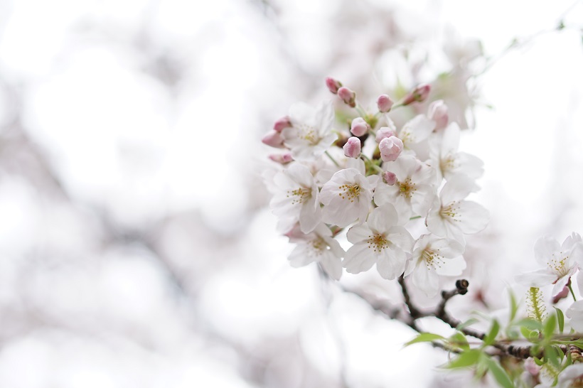 E 50mm F1.8 OSS 75mm相当 ISO 100 F2 1/500秒