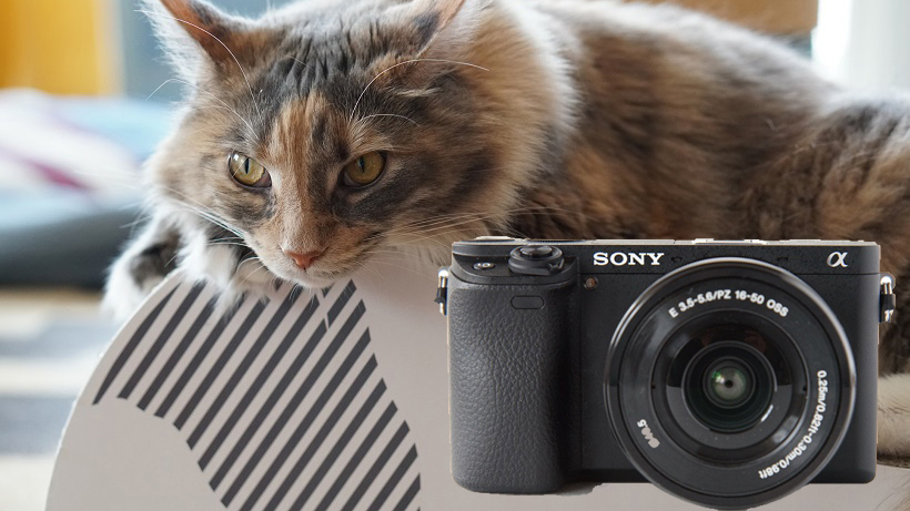 【デジカメレビュー】ネコパンチも撮れる！　世界最速AFのソニー「α6300」を片手に猫カフェに潜入してみた