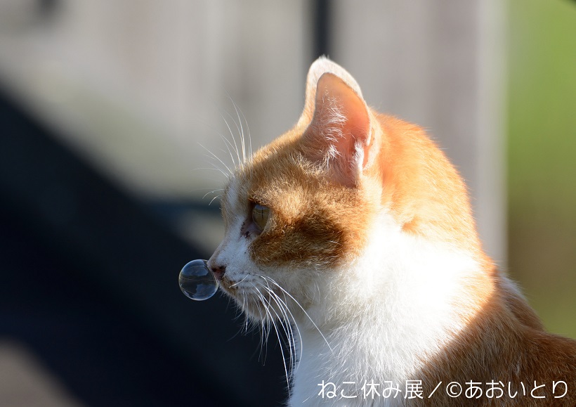 【ねこ派必見】1万人以上のねこ好きを動員した「ねこ休み展」がGW期間中に札幌・柏・大阪でも開催