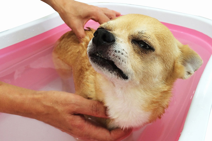 ワンちゃんだってお風呂で癒されたい!?　スキンケア効果も備えた愛犬用入浴剤「ドッグバス」