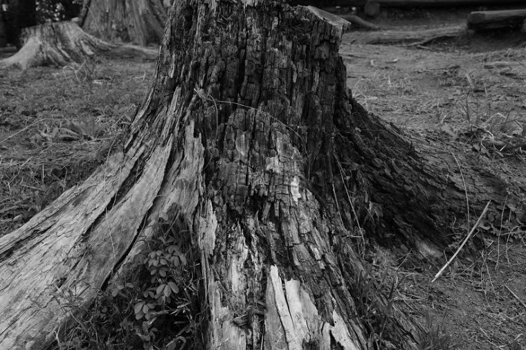 XF35mmF2 R WR 53mm相当 ISO 200 F8 1/150秒 ACROS