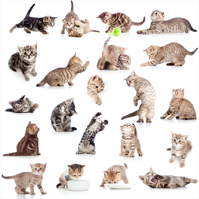 大地震の際、飼い猫をどう避難させる？ 獣医が教えるキャリーケースに迅速に誘導させるトレーニング方法