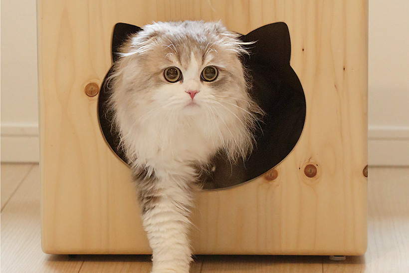 激カワ猫さま使用シーンも必見! にゃんこの「おうち」セレクション