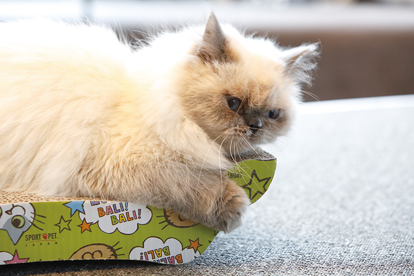 猫さまが最高に気持ちいい＆かわいく見える「爪とぎ」ベスト7