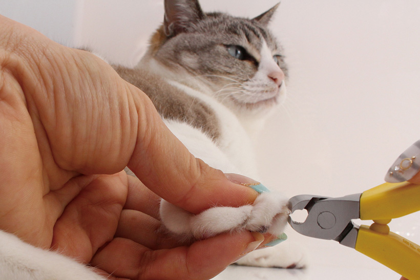 【猫ちゃんがレビュー!?】かわいい猫ちゃんの清潔感がアップ！にゃんこの「みだしなみグッズ」セレクション9