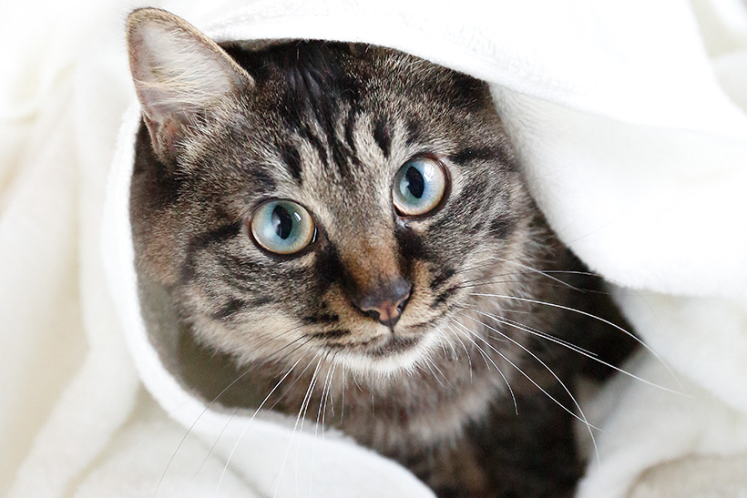 猫ちゃんがつやつやモフモフに! にゃんこの「お風呂グッズ」セレクション