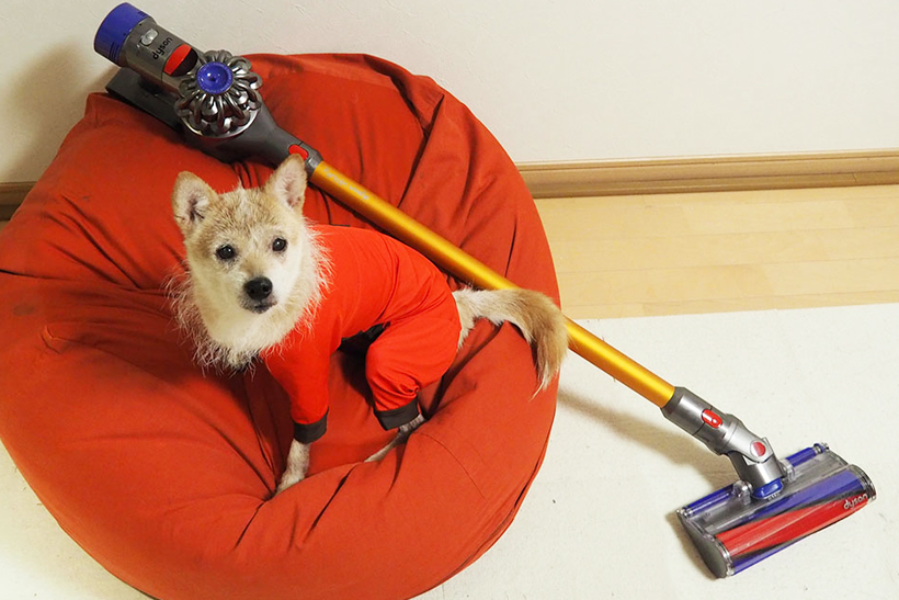 【超濃厚レビュー】ダイソンの新スティック掃除機「Dyson V8 Fluffy」に感動!  「実際どうなの?」という疑問＆使い勝手を全解説