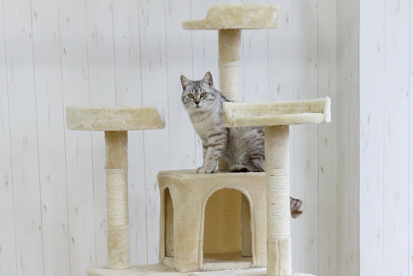 「登って隠れてお昼寝して……」猫ちゃんがイキイキ遊べるキャットタワー6選
