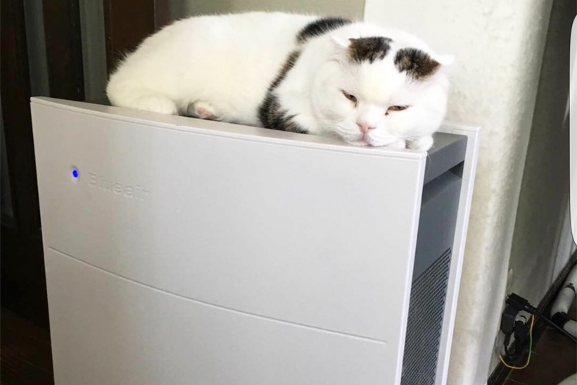 「猫ルンバ」の次は空気清浄機!? ブルーエアは驚きの脱臭力でにゃんことの相性もバッチリ!!