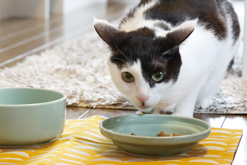 にゃんこ目線の使いやすさがうれしい! 才色兼備の「猫ちゃん用食器」ベストセレクト