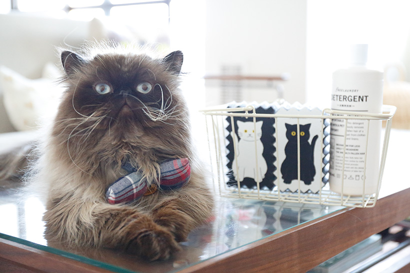 換毛期も怖くない！猫ちゃんの「抜け毛対策」グッズ ベスト5