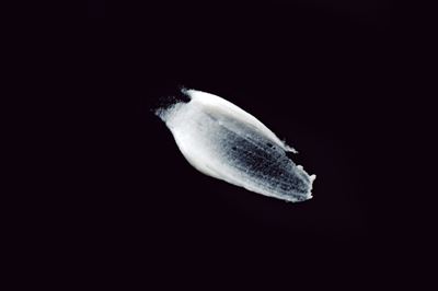 38-3_R