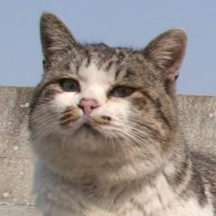 ねこ太郎