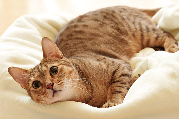 【猫グッズ保存版】インテリアにもなって猫ちゃんも大喜びのグッズ39選【猫写真たくさん】