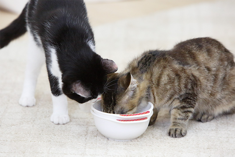 特別な日にあげるならコレ! 人気の猫ちゃん用「ウェットフード」ベスト4
