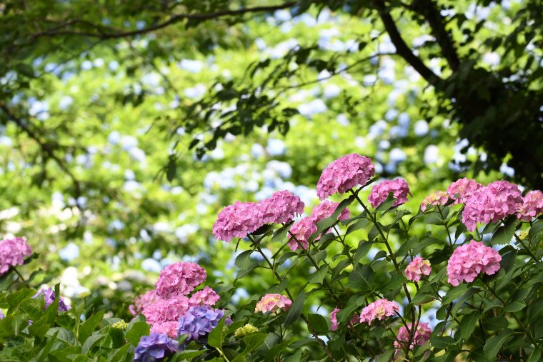 20160708-i05 (9)