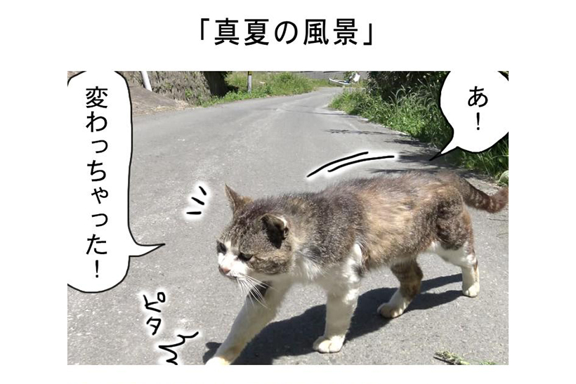連載マンガ「田代島便り 出張版」 第3回「真夏の風景」
