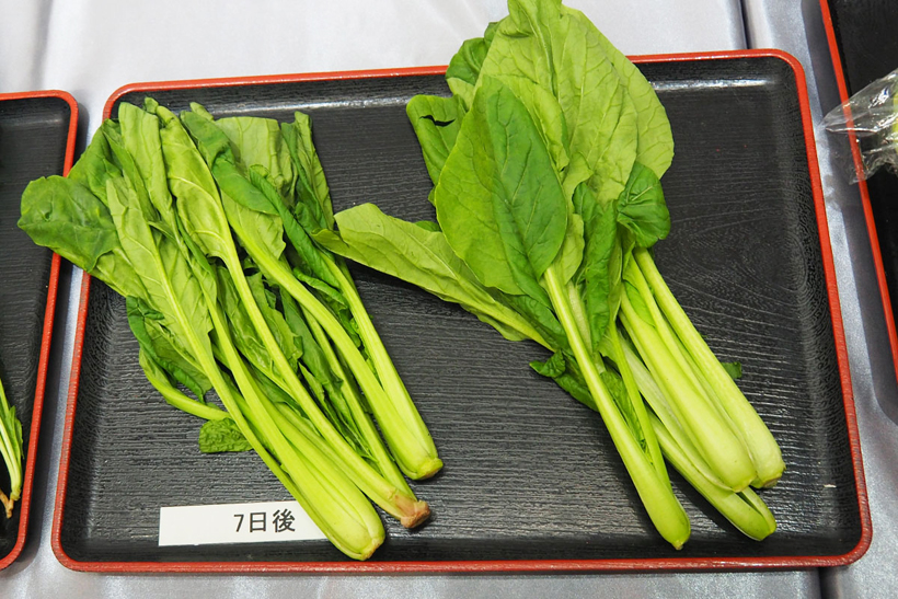 ↑密閉度の高い野菜庫で保存した小松菜(右)と、従来までの野菜庫で保存した小松菜(左)を、それぞれ7日間保存した状態で比較。右の小松菜はあきらかにシャキッとしています