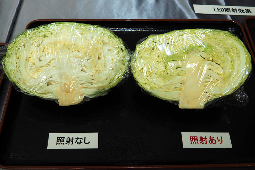 ↑7日間野菜庫で保存したキャベツ。LED照射がないキャベツ(左)は、中心が黄色なのに対し、照射したキャベツ(右)は中心に緑の葉が見える