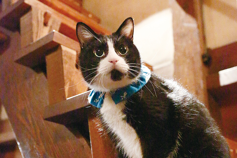 お客を迎えるカワイイ姿に癒される! 都会の看板ねこギャラリー【前編】