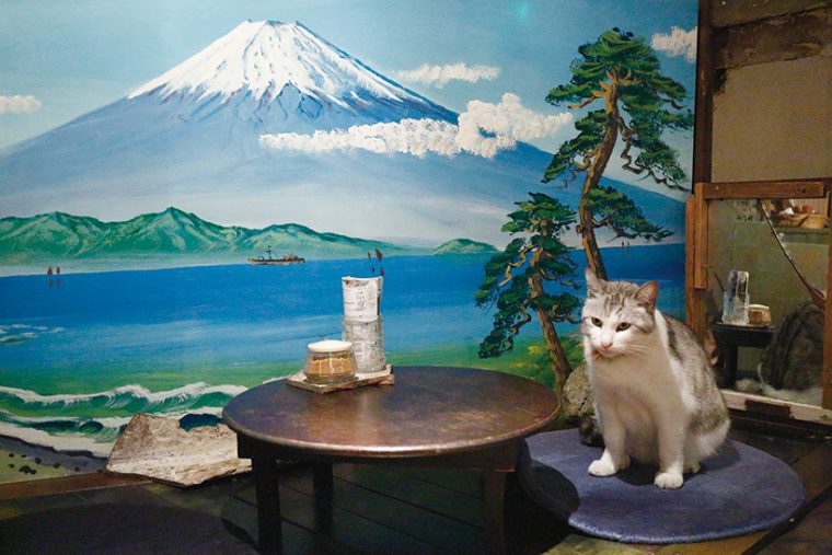 ↑ちゃぶ台の横も、ト ンくんお気に入り。富 士山を描いた襖絵をバ ックに、和の雰囲気で