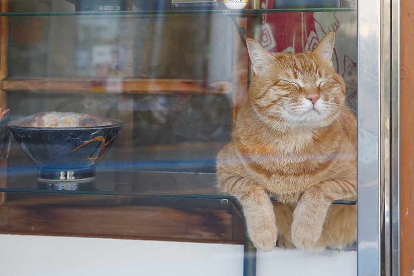 かわいい猫ちゃんがおもてなし! 都会の看板ねこギャラリー【後編】