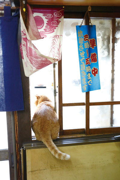 ↑店内からショーケースをのぞきこ むピンクくん。ゆらゆらしっぽをふ って外をのぞく姿はまさに招き猫