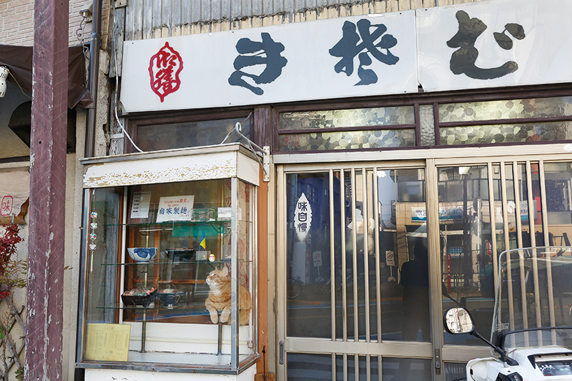 ↑おっとり癒し系のピンクくん。取材時に居合わせた常連さん も、「僕が疲れているときは、そばに来てなぐさめてくれる。ピ ンクは人の気持ちがわかるんだよ」と、すっかりメロメロ