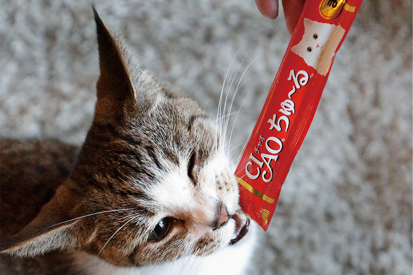 にゃんこの心をわしづかみ! 猫が飛びつく人気のおやつベスト3