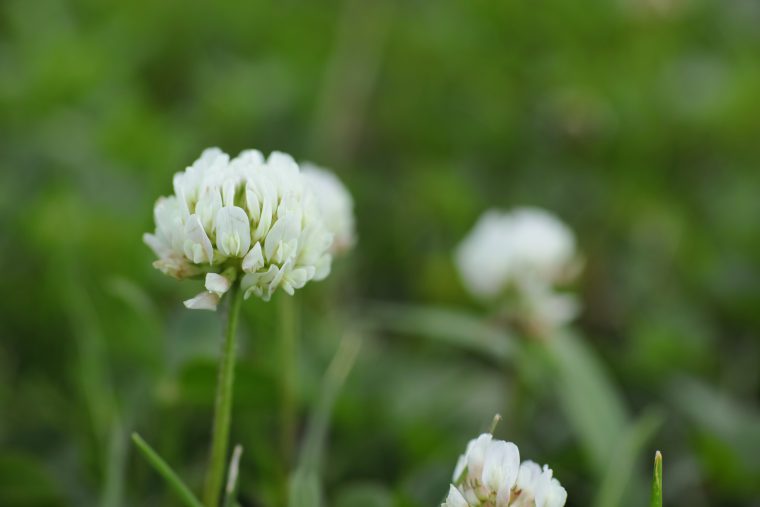 75mm相当 ISO100 F4.5 1/200秒 ビビッド