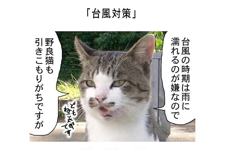 連載マンガ「田代島便り 出張版」 第9回「台風対策」