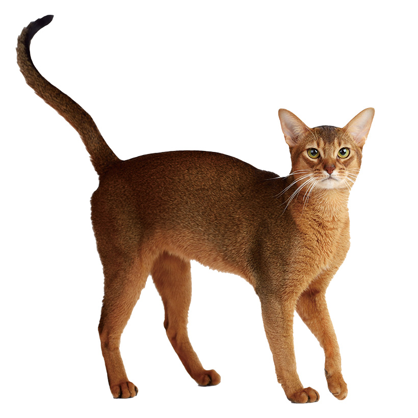 猫に与えたら絶対にNGな食べ物って? 覚えておきたいにゃんこの基礎知識【種類と特徴＆ごはん編】