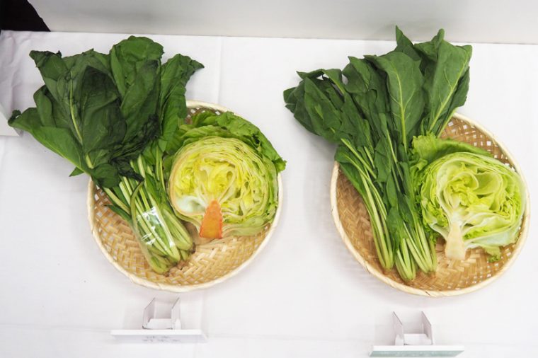 ↑従来の野菜室(左)と、雪下シャキット野菜室(右)で一週間保存した野菜の比較。従来の野菜室ではレタスが変色し、ほうれん草がしなびているが、雪下シャキット野菜室では新鮮なまま保存できている
