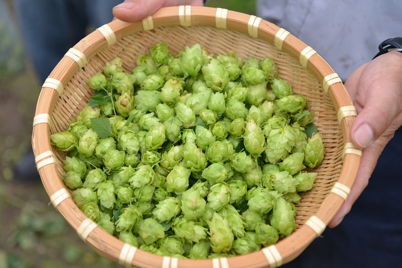 よく聞くけど意外に知らないビールの原料「ホップ」って？ キリン主催「遠野ビアツーリズム」でその正体を見てきた