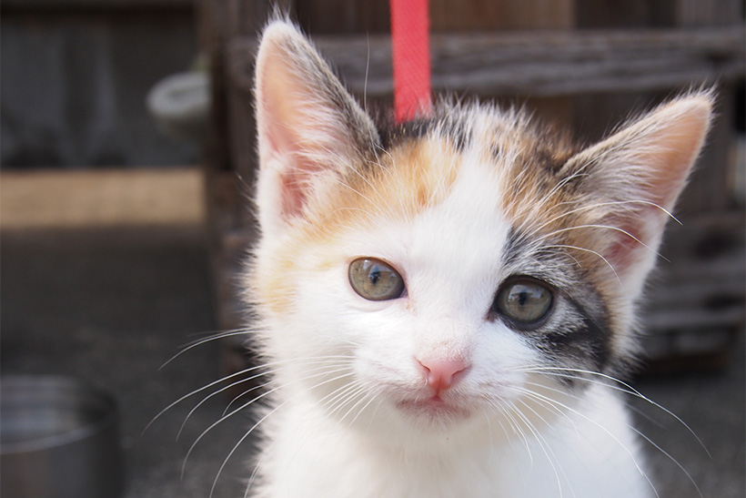 すべての猫好きに知ってほしい! 身寄りのないにゃんこの命を守る5つの取り組み