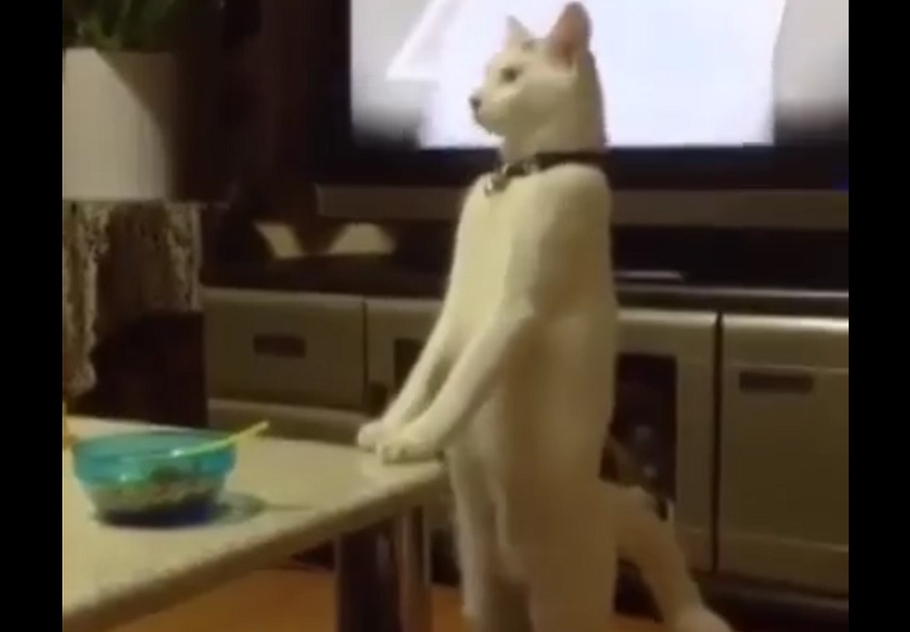 【動画】猫がいきなり二足歩行を開始!? 「ペットが見せた意外な行動」を動画マニアのマンガ家が厳選!