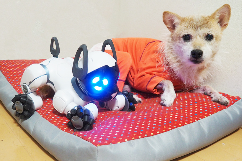 最新犬型ロボットはドッグカフェで友達ができるのか? 本物との違いを元ドッグカフェオーナーが徹底検証!!