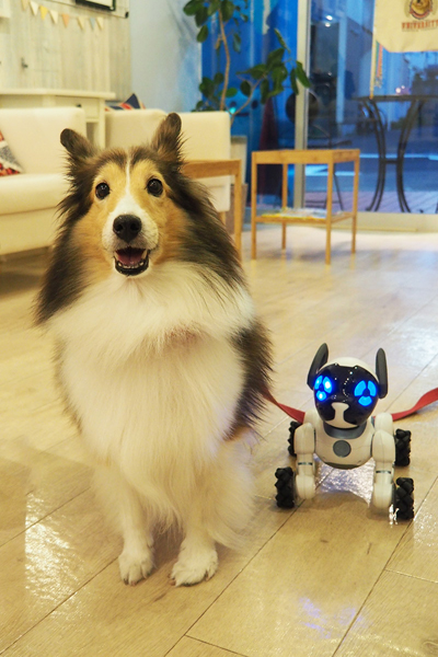 ↑ドッグカフェでは飼い主には大好評！　犬友達を作るのに良いきっかけになりそうです。ただし、犬受けはイマイチ。ほとんどのワンコにはギア音で嫌われてしまいましたが、一匹だけお友達になってくれた子も……ありがとうございます
