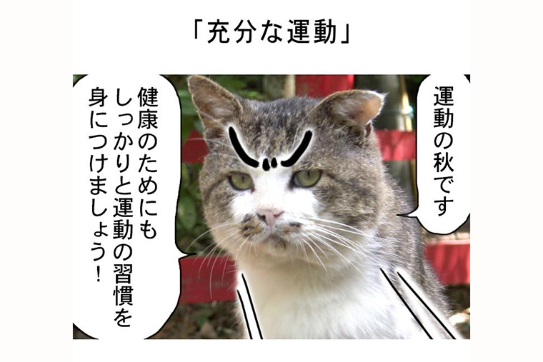 連載マンガ「田代島便り 出張版」 第14回「充分な運動」