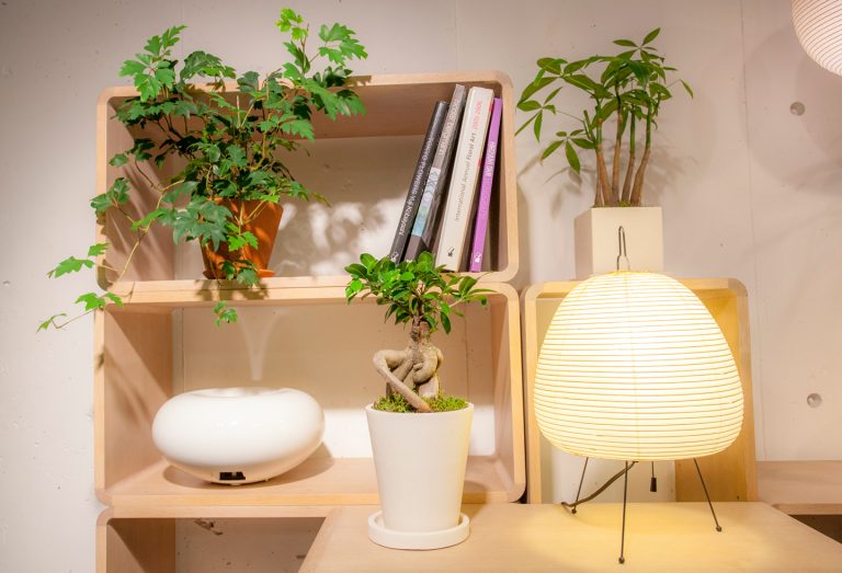 ↑つる系、樹木系、群生系とタイプの異なる植物をリズムよく配置したコーディネート例。エレンダニカはあえて前面に置くことで三次元的に空間を使用。鉢から茎がつる状に伸びるタイプの植物は日光にも当てやすいので棚の中に置いても育てやすい。左/“エレンダニカ“¥3,348、中央/”ガジュマル“¥6,912、右/“パキラ“¥4,212