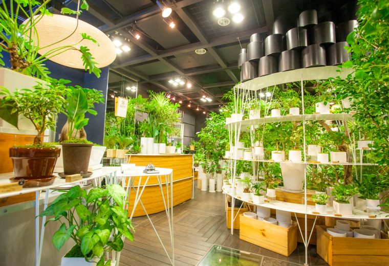 観葉植物は手間がかからないって知ってた? 初心者にも育てやすい観葉植物4選