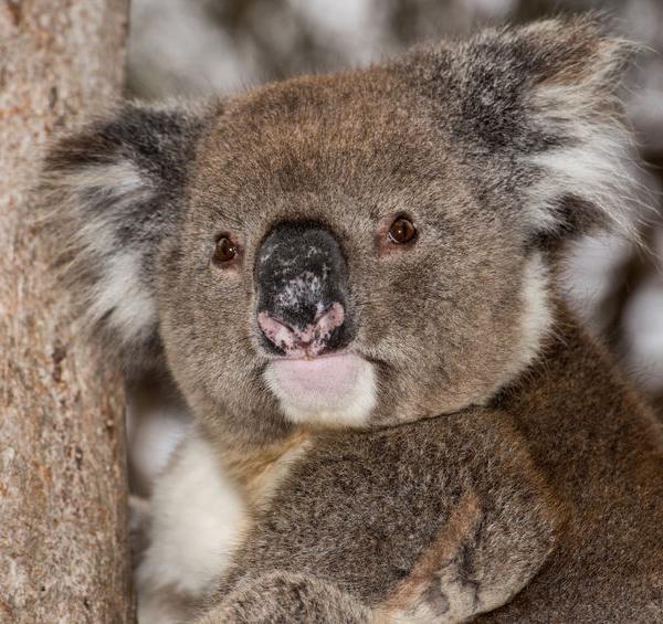 45011346 - wild koala on a tree portrait