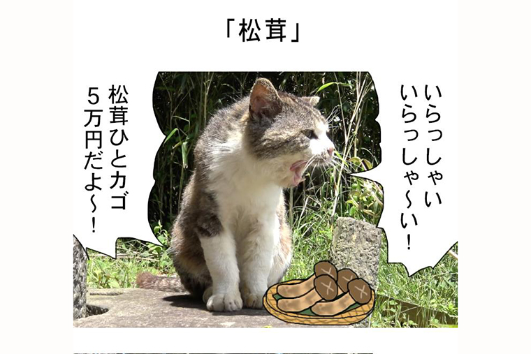 連載マンガ「田代島便り 出張版」 第16回「松茸」