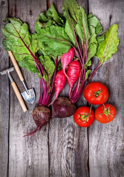 42722013 - raw beetroot, tomato, radish and garden tools on wooden background