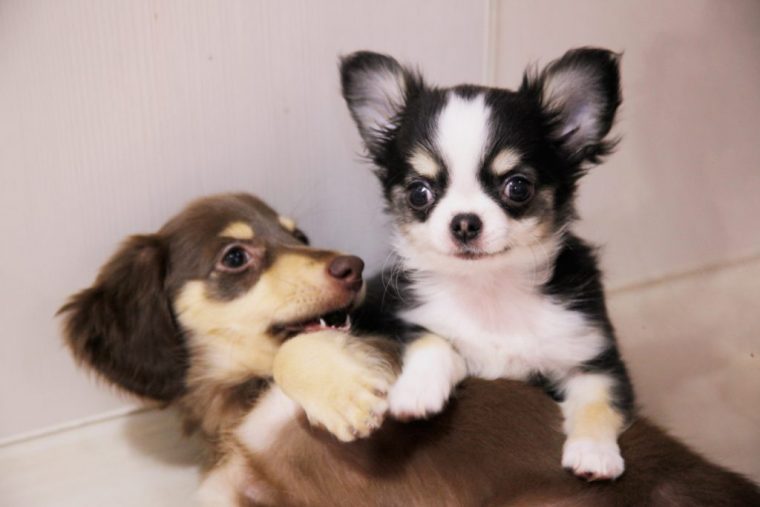 生後間もなくからの社会化期に他の犬と触れあうことで社会性が身に付き、しつけがしやすくなります