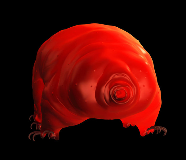 35751993 - water bear, artwork