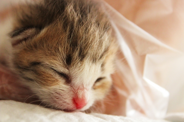 猫も定期的にシャンプーしたほうがいい？　獣医が教える“清潔感”だけではない意外なメリットとは
